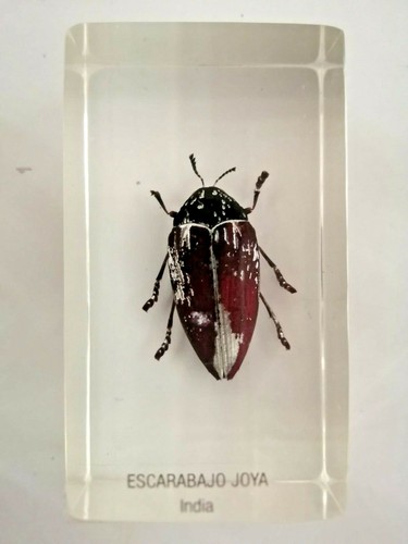 Insecte inclusion résine - inclusion, des