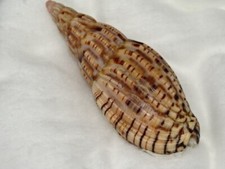 Volute Patbailly 75mm