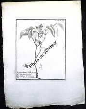 Gravure botanique XVIIIe