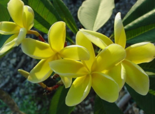 Graines plumeria inca - de,