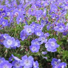 Geranium 'Azur Rush' - Géranium vivace hybride bleu ciel