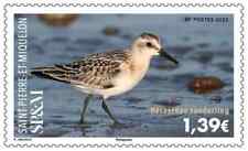 Pierre Miquelon 2025 SPM bird Becasseau sanderling Calidris alba  1v mnh