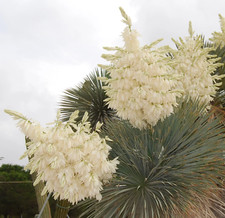 Yucca rostrata 10cm - yucca, 5-10cm