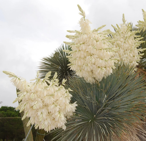 Yucca rostrata 10cm - rostrata, 5-10cm