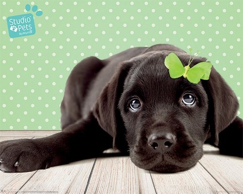 Studio pets lucky lab - pets,