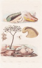 Poisson Globe Poissons