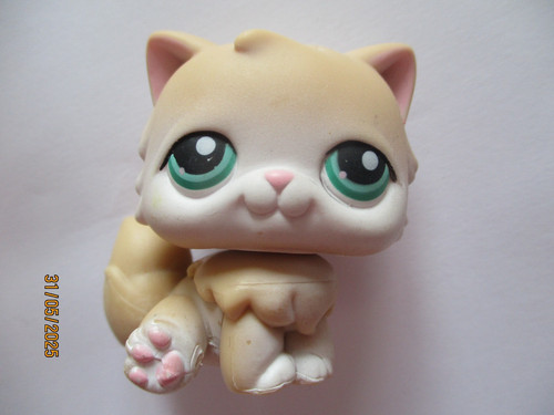 Petshop chat persan 129 - chat,