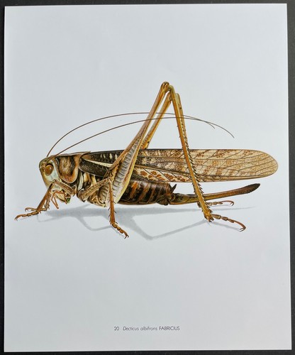 Entomologie decticus albifrons - entomologie,