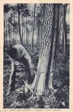 CPA 40 DANS LES LANDES GEMMEUR FAISANT L'ENTAILLE