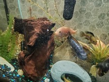 Aquarium 60G