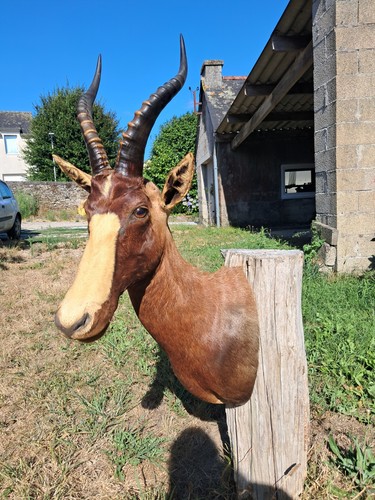 Taxidermie blesbok - blesbok, /