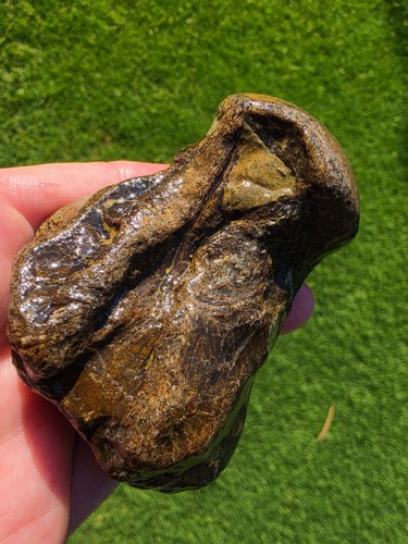 Mosasaur vertebrae ozan - mosasaur,