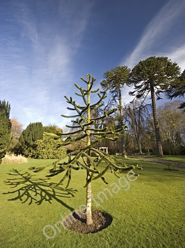 Photo 6x4 araucaria - araucaria, trees