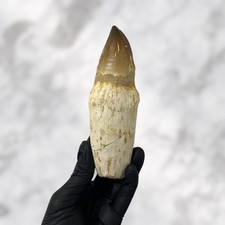 Dent de Mosasaure Prognathodon