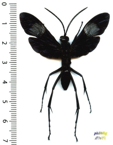 Guêpe wasp hemipepsis - /,