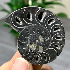 25G Rare! Natural tentacle