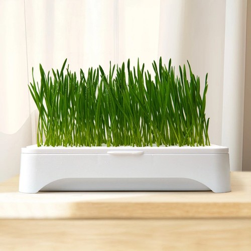 Plateau herbe chat avec design