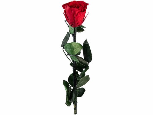 Rose éternelle avec - , tige