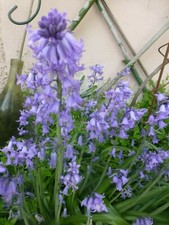 lot =3bulbes de crocus