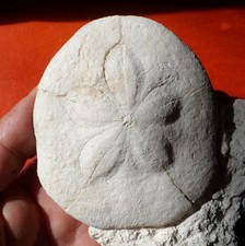 OURSIN FOSSILE PLIOCÈNE DU