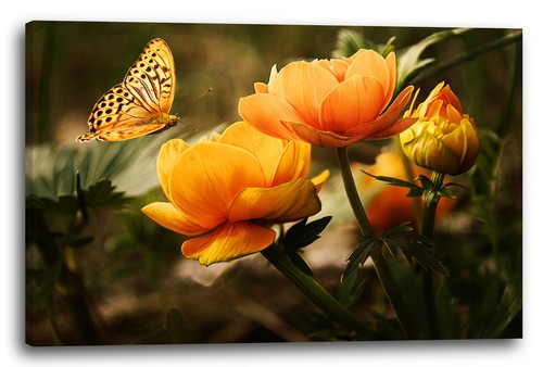 Toile cadres photos fleurs - photos,