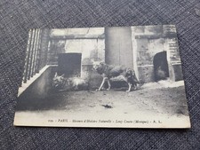 Cpa Paris museum histoire naturelle loup coyote Mexique Édition Rosle