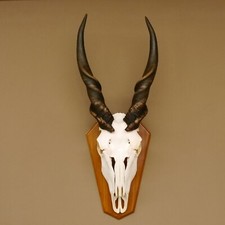 Eland (Taurotragus Oryx )