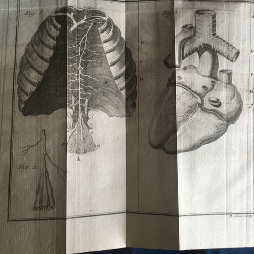 Lieutaud anatomie - -,