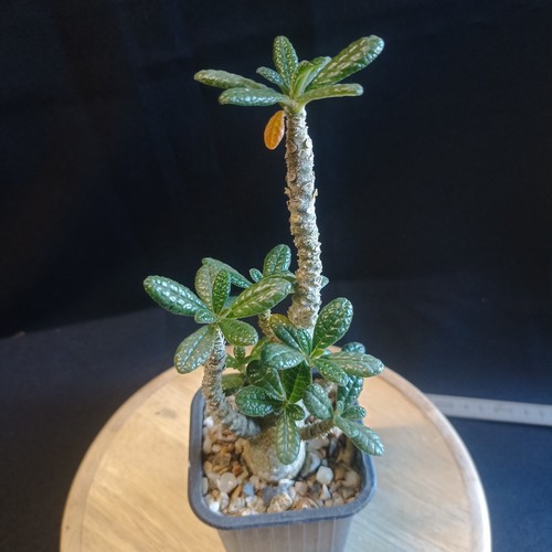 Dorstenia gigas caudex rare - dorstenia, gigas,