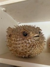 Diodon Naturalisé Poisson Lune Taxidermie Cabinet de Curiosités 20cm Environ