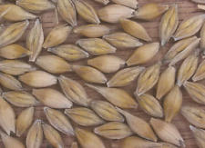 Orge commune,Hordeum vulgare,Graines d'orge commune,graines à germer,graines bio