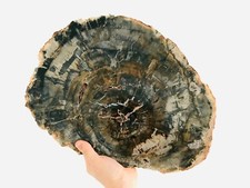 Tranche de bois fossile - 4,8 Kg - Madagascar - bois pétrifié - curiosité