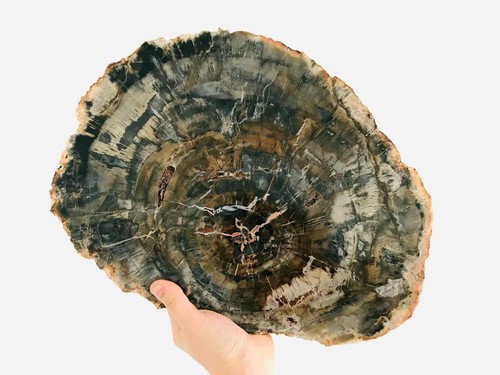 Tranche bois fossile 4 - fossile, 4,8