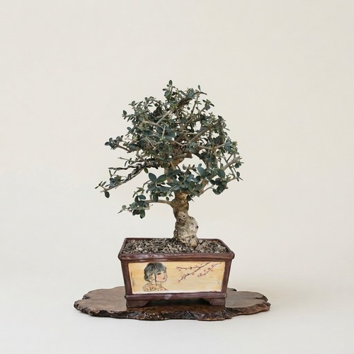 Bonsaï olea sylvestris - d'olea,