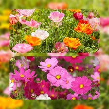 200 Graines - Cosmos x 100 &