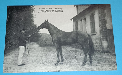Cpa haras pin - -, haras-du-pin