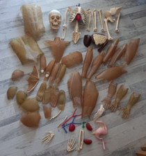 ancien squelette anatomique