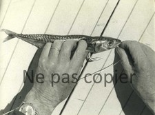 PÊCHE vers 1960 préparation d'un appât photo 17 x 23 cm par Victor Borlandelli