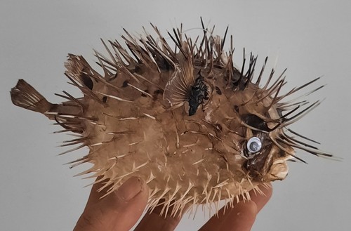 Curiosité coquillage - ,coquillage,