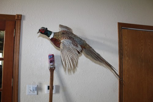 Flying chinese ringneck - flying,