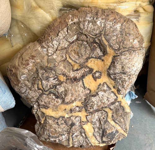 118 39lb natural ammonite - natural, &