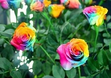 100x Graines De Rosier 🌈 Arc-en-ciel Multicolore  Rare + Livraison Rapide 