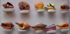 série fèves LES COQUILLAGES