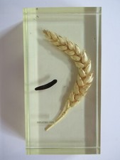 INCLUSION EN RESINE : EPI DE