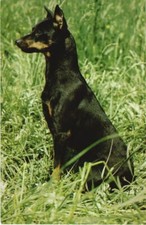 CPA AK Pinscher Nain DOG (1178189)