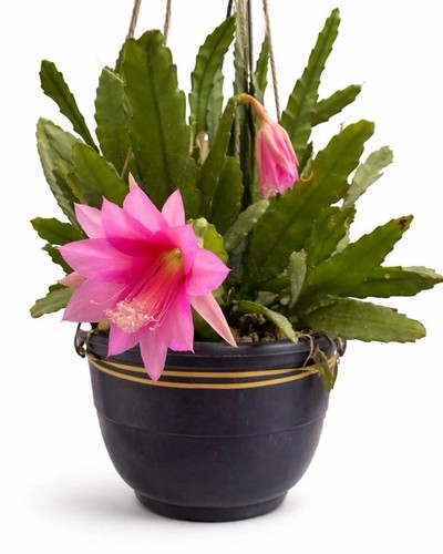 Epiphyllum cactus orchidée - .cactus,