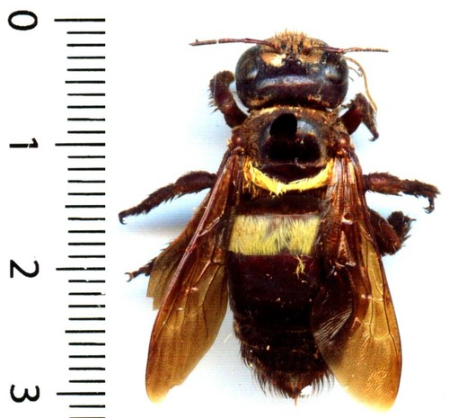 Abeille bee xylocopa - -,