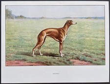 Whippet Reproduction couleur