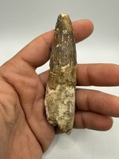 Dent de Spinosaure 104mm  dinosaure du Maroc Fossile Spinosaurus Dinosaur Fossil