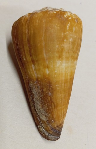 Conus distans - conus, (fraterconus)